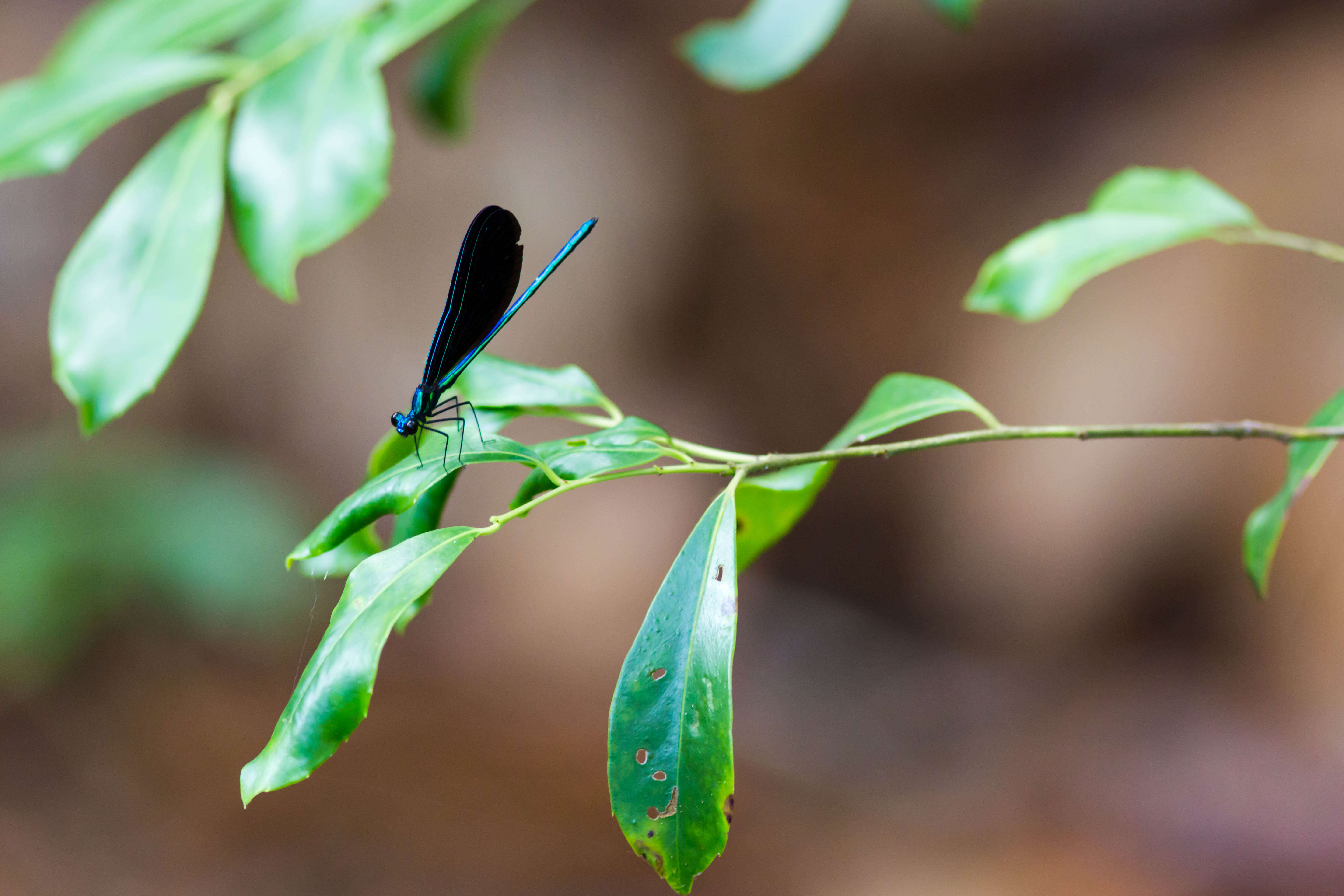 Image of Ebony Jewelwing