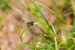 Image of Little Blue Dragonlet