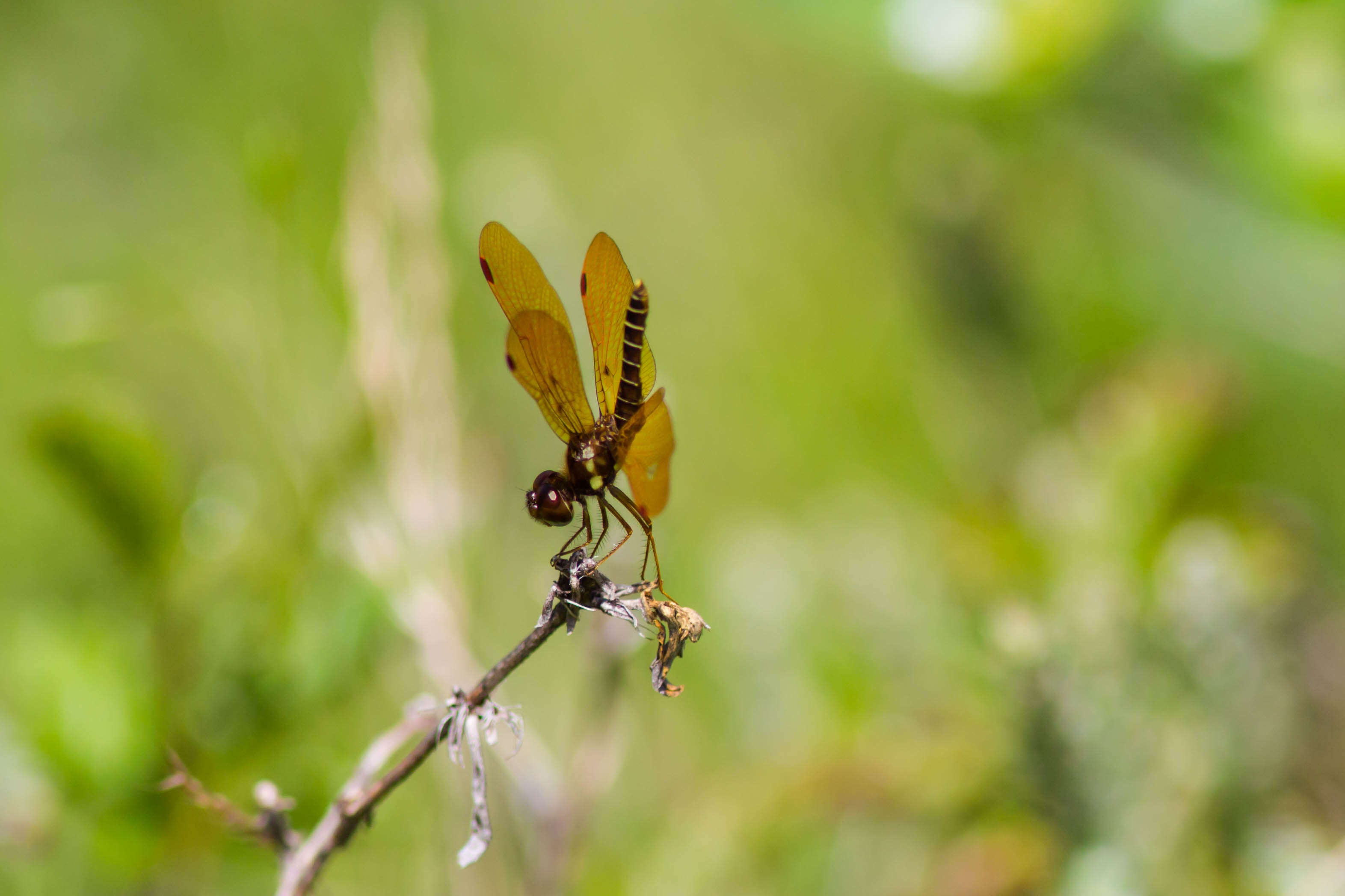 Image of Eastern Amberwing