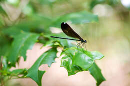 Image of Ebony Jewelwing