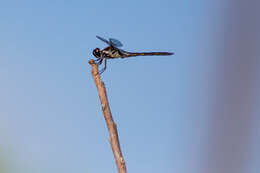 Image of Bar-winged Skimmer