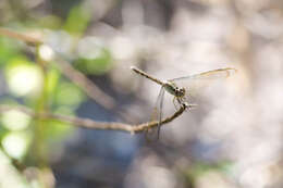 Sivun Erythrodiplax umbrata (Linnaeus 1758) kuva