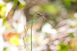 Sivun Erythrodiplax umbrata (Linnaeus 1758) kuva