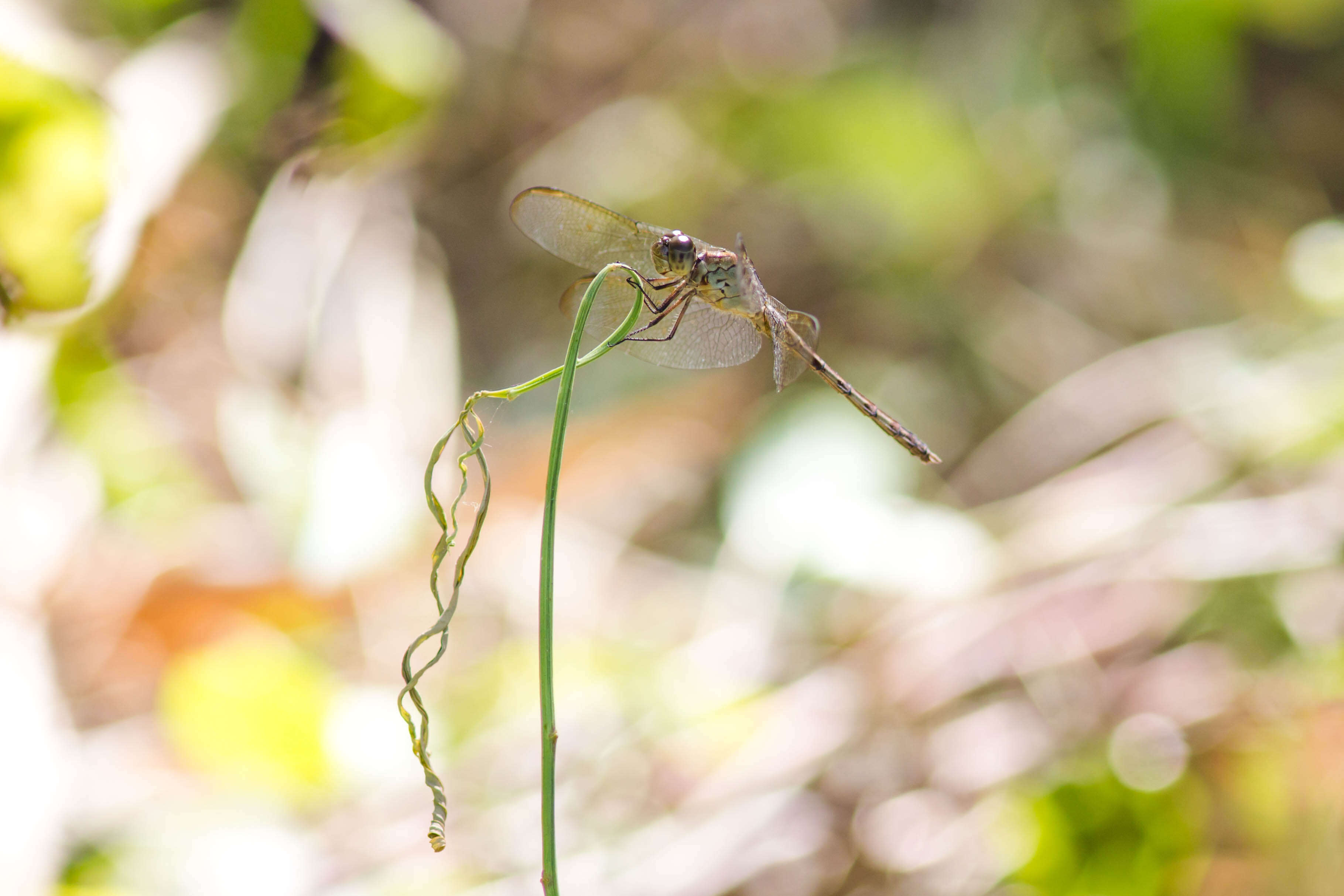 Sivun Erythrodiplax umbrata (Linnaeus 1758) kuva