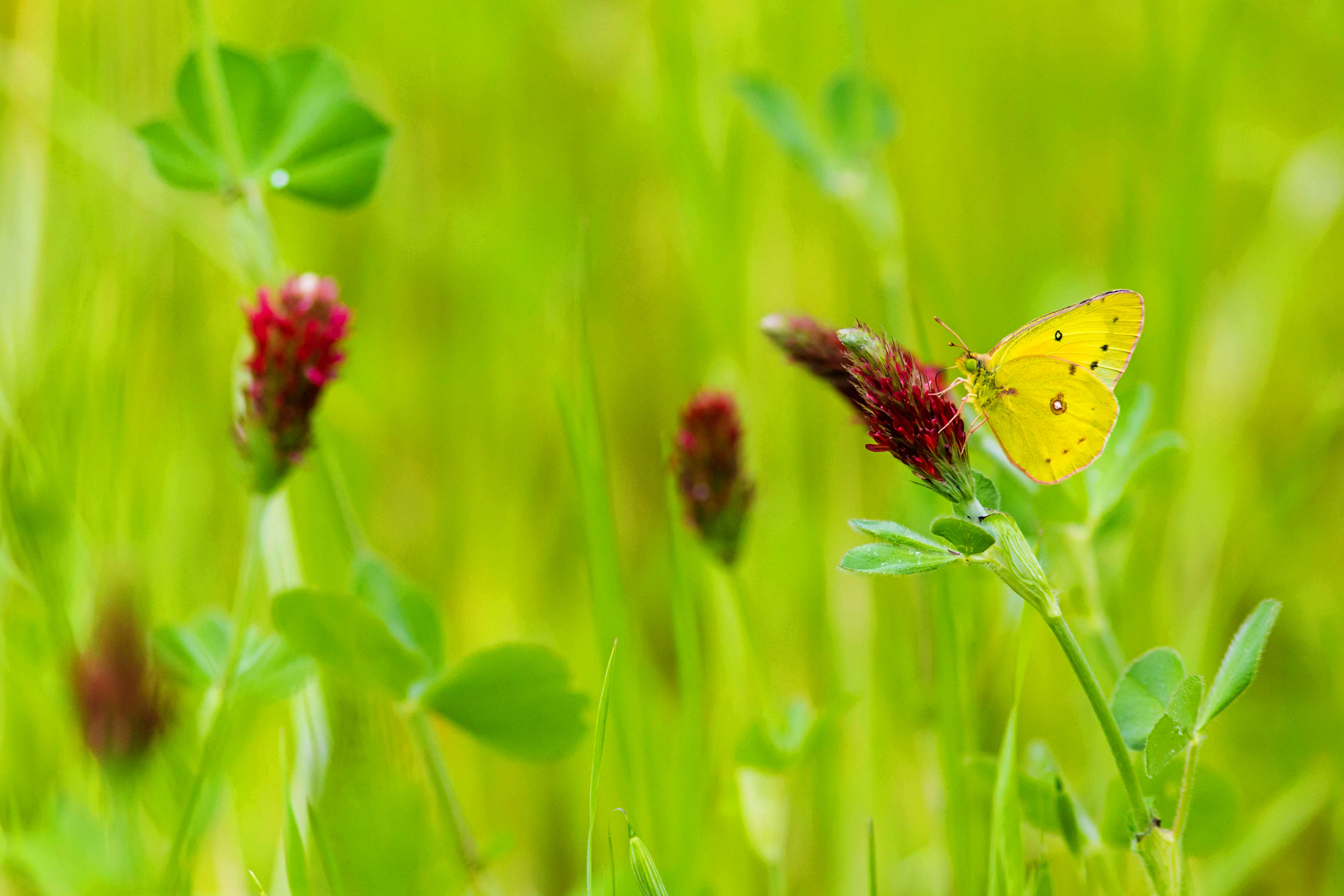 Image of Orange Sulphur