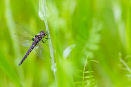 Image of Common Baskettail