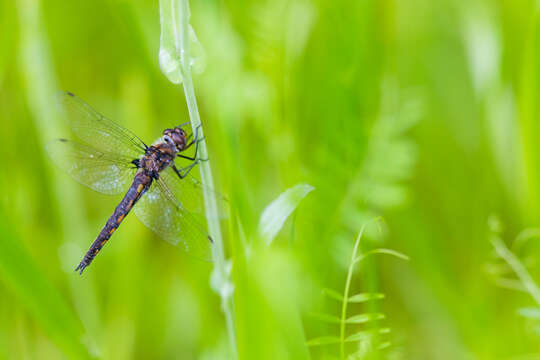 Image of Common Baskettail