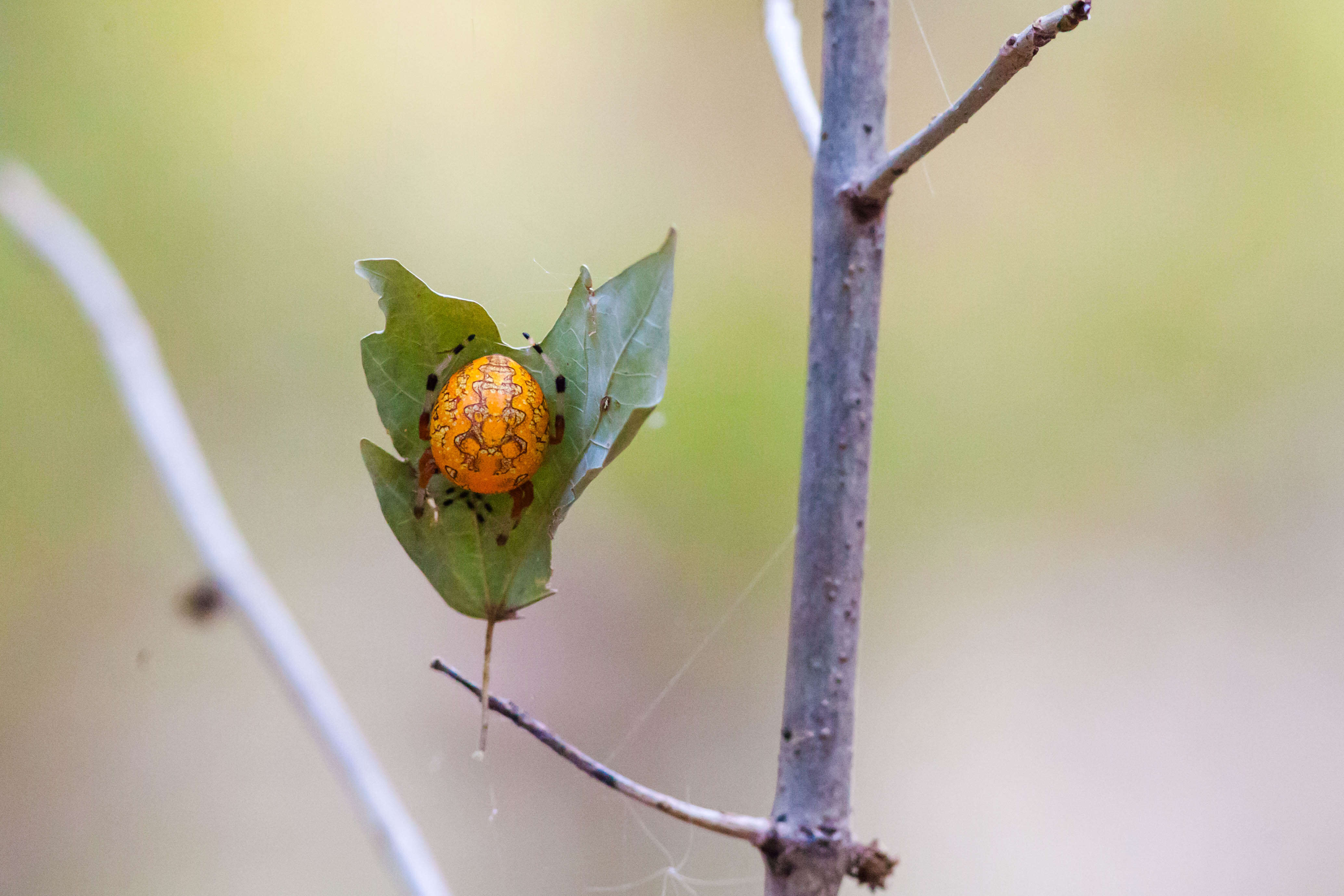 Image of Angulate & Roundshouldered Orbweaver