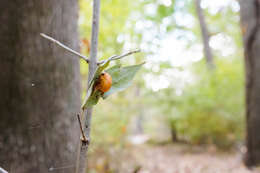 Image of Angulate & Roundshouldered Orbweaver