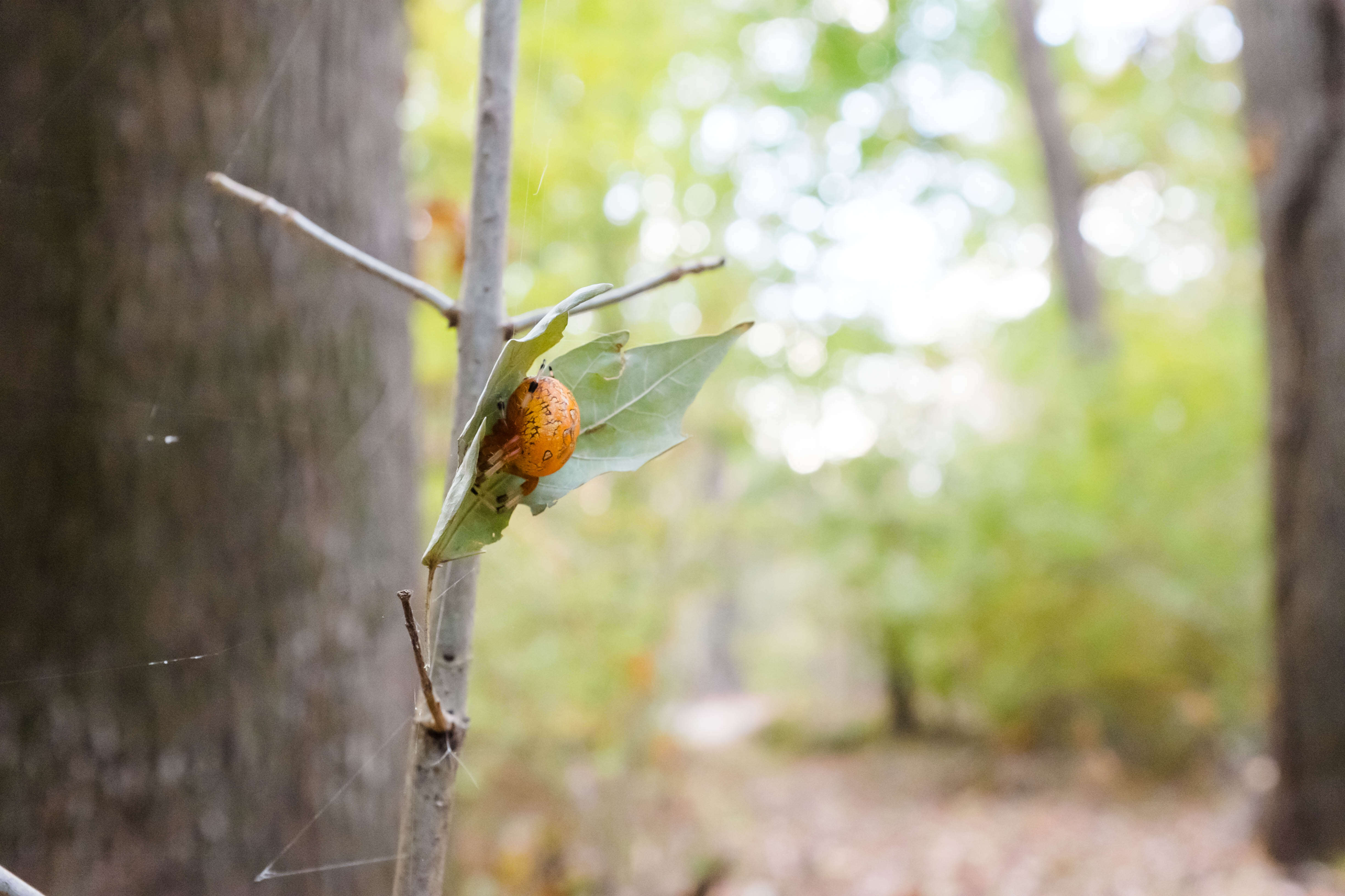 Image of Angulate & Roundshouldered Orbweaver