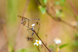 Sivun Erythrodiplax umbrata (Linnaeus 1758) kuva