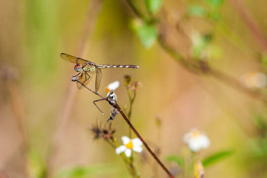 Image of Band-winged Dragonlet