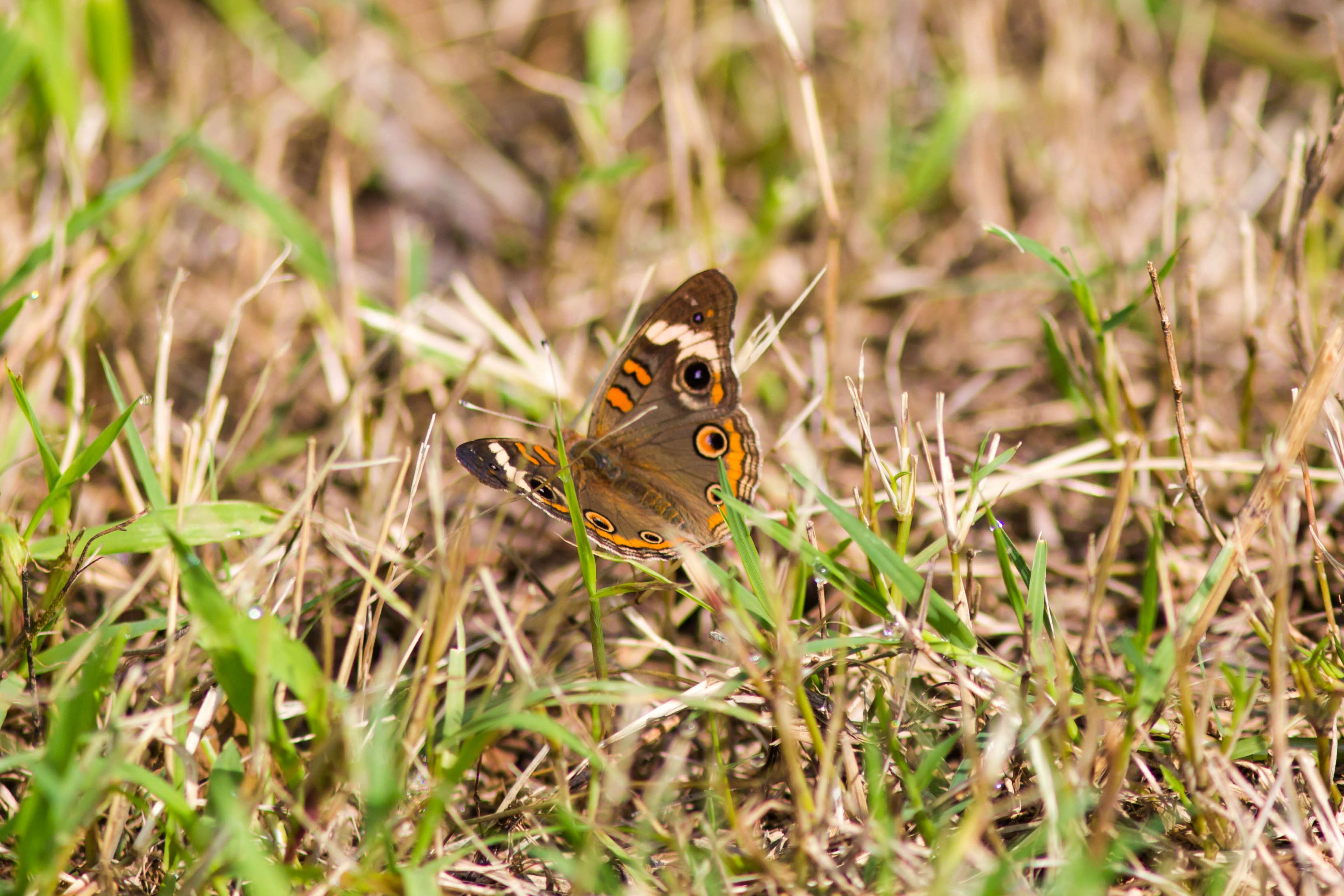 Image of Common buckeye