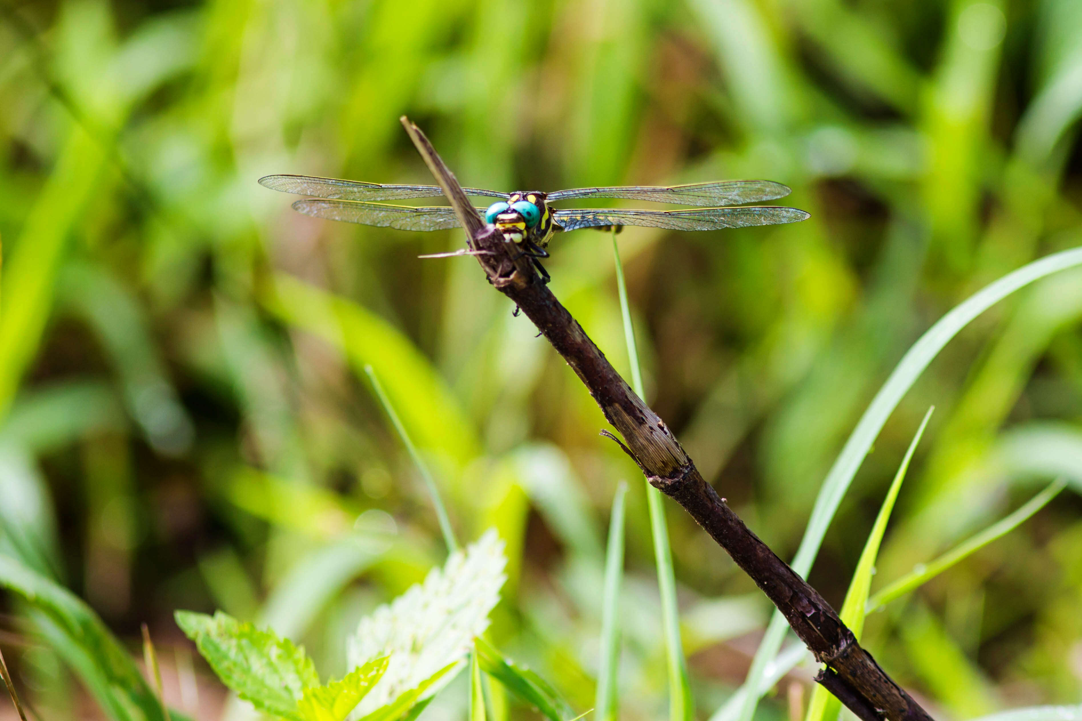 Image of Arrowhead Spiketail