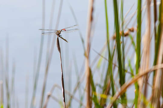 Image of Two-striped Forceptail