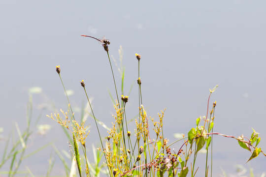 Image of Two-striped Forceptail