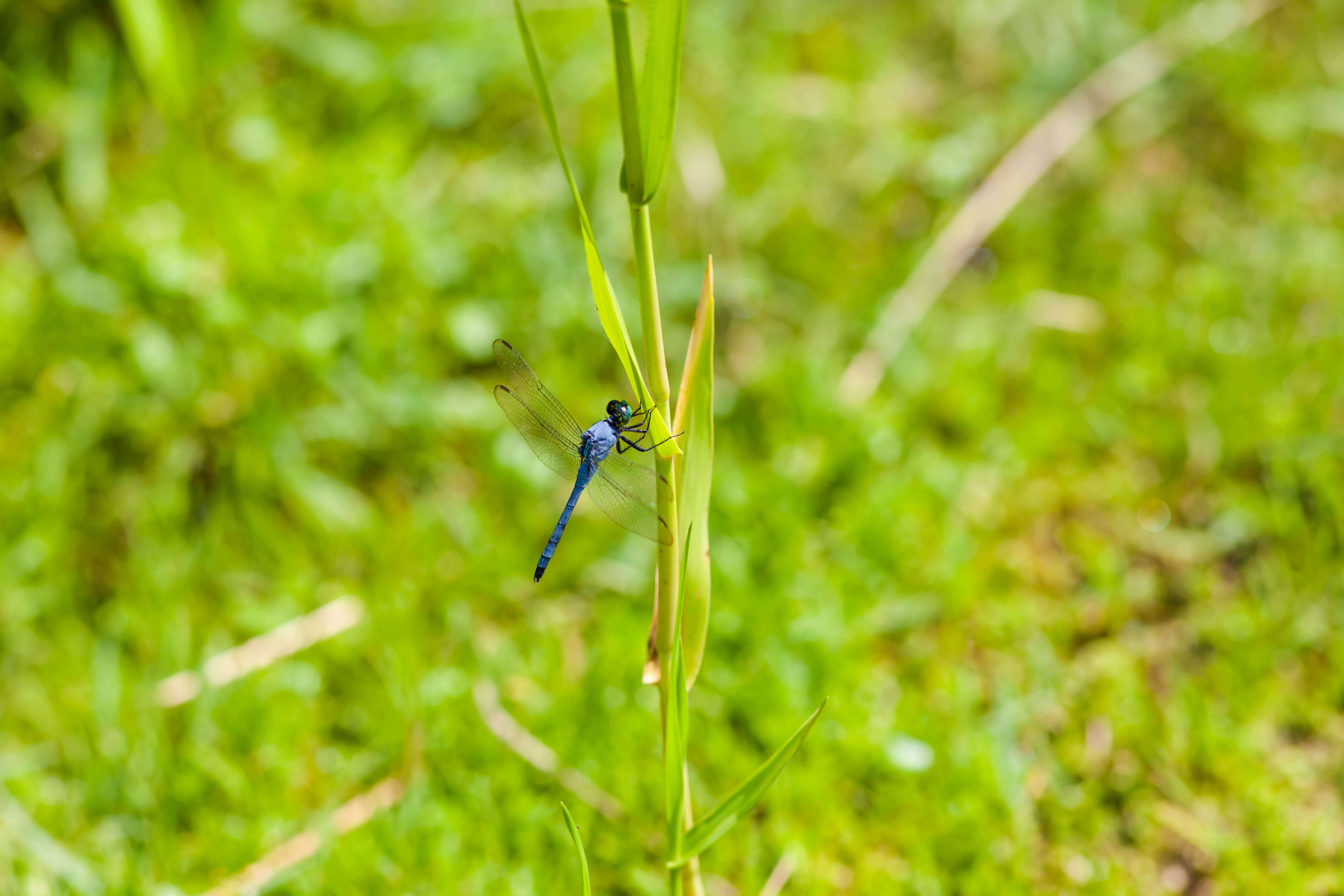 Imagem de Erythemis simplicicollis (Say 1840)