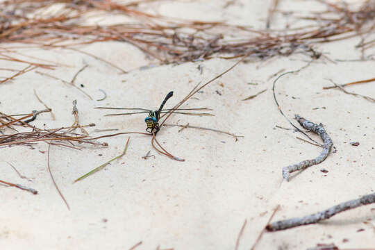 Image of Two-striped Forceptail