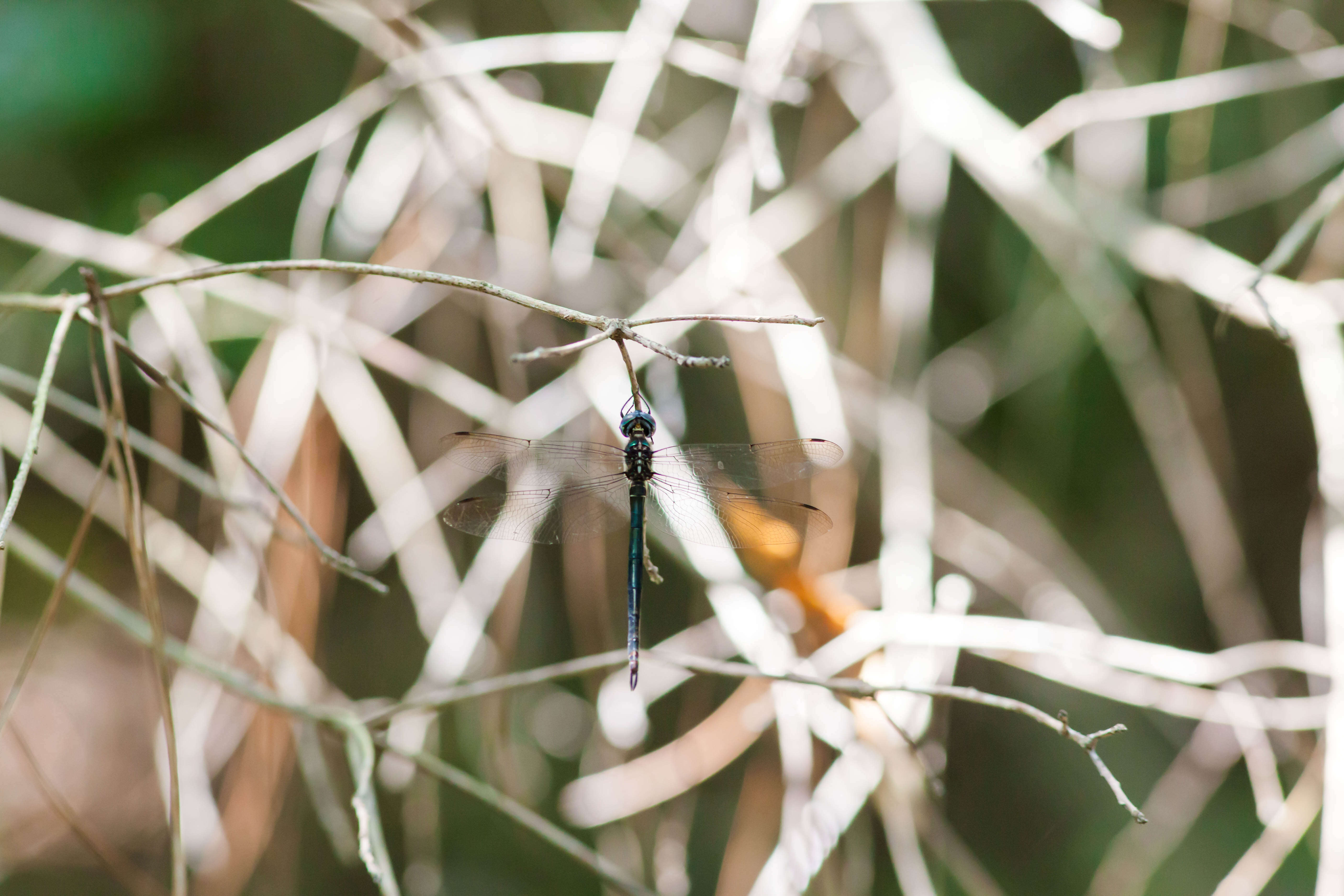 Image of Fine-lined Emerald