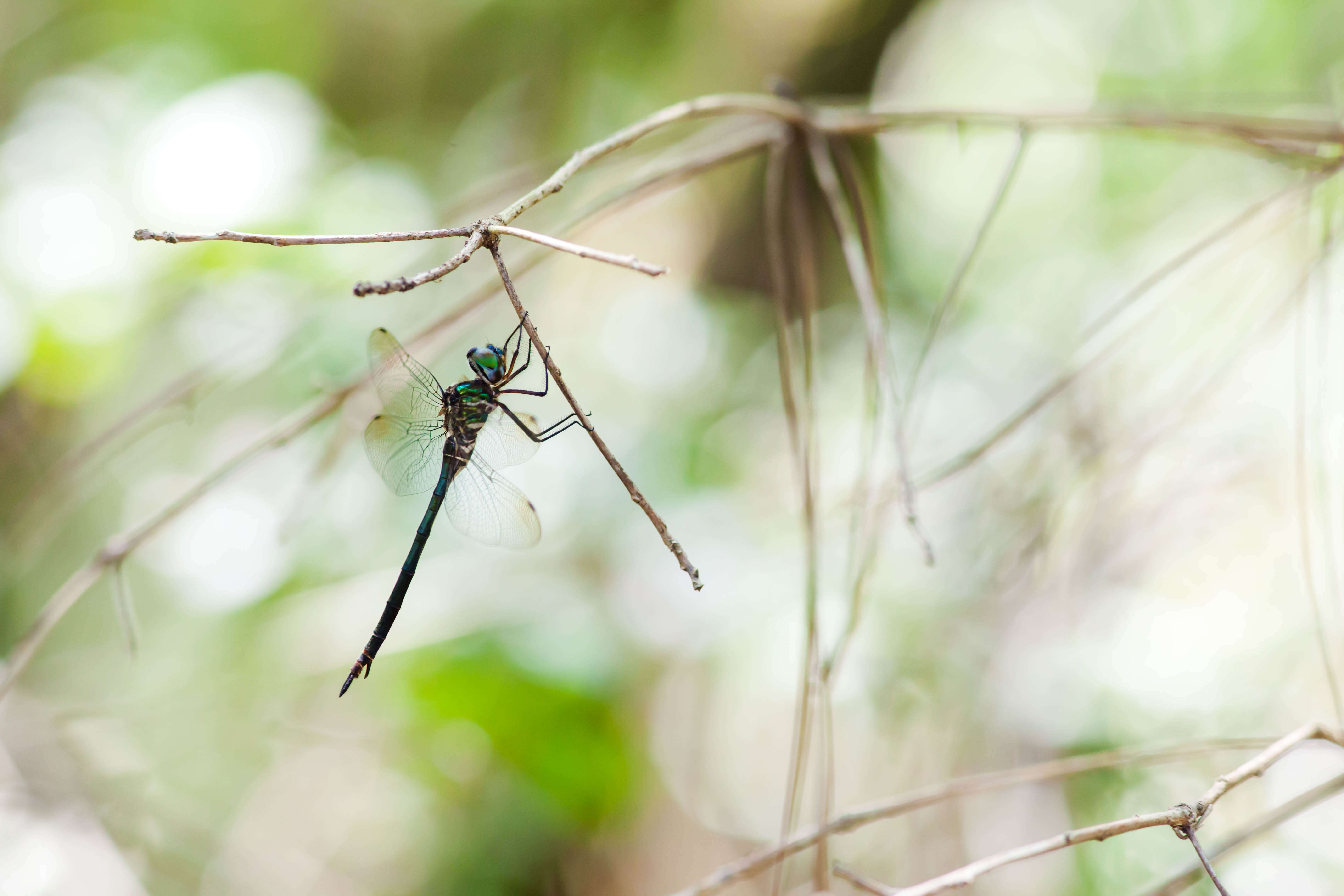 Image of Fine-lined Emerald