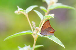 Image of Goatweed Leafwing