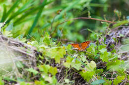 Image of Goatweed Leafwing