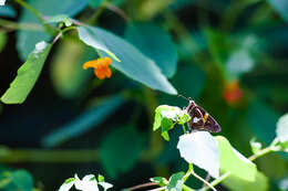 Image of Silver-spotted Skipper