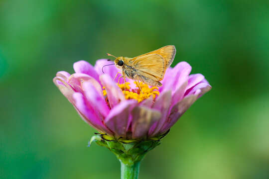 Image of Tawny-edged Skipper