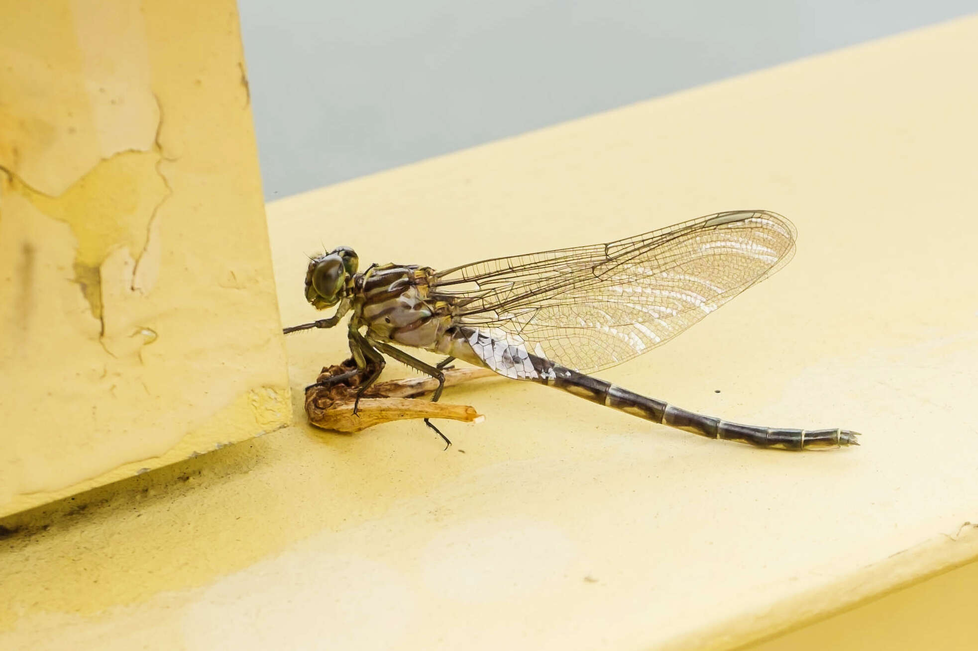 Image of Elusive Clubtail