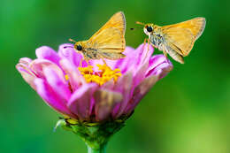 Image of Tawny-edged Skipper