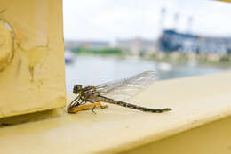 Image of Elusive Clubtail