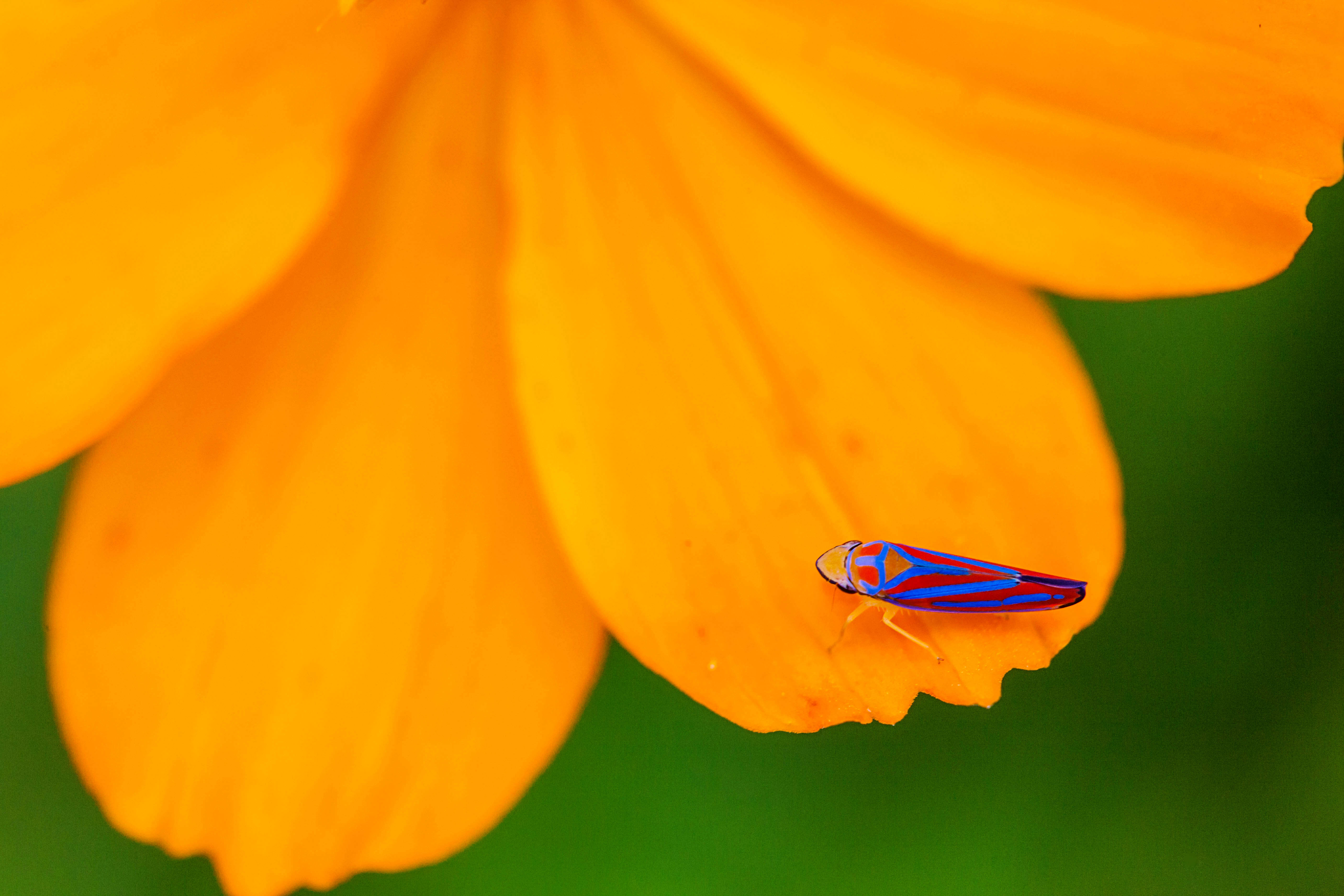 Graphocephala coccinea (Forster & J. R. 1771)的圖片