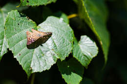 Image of Hackberry Emperor