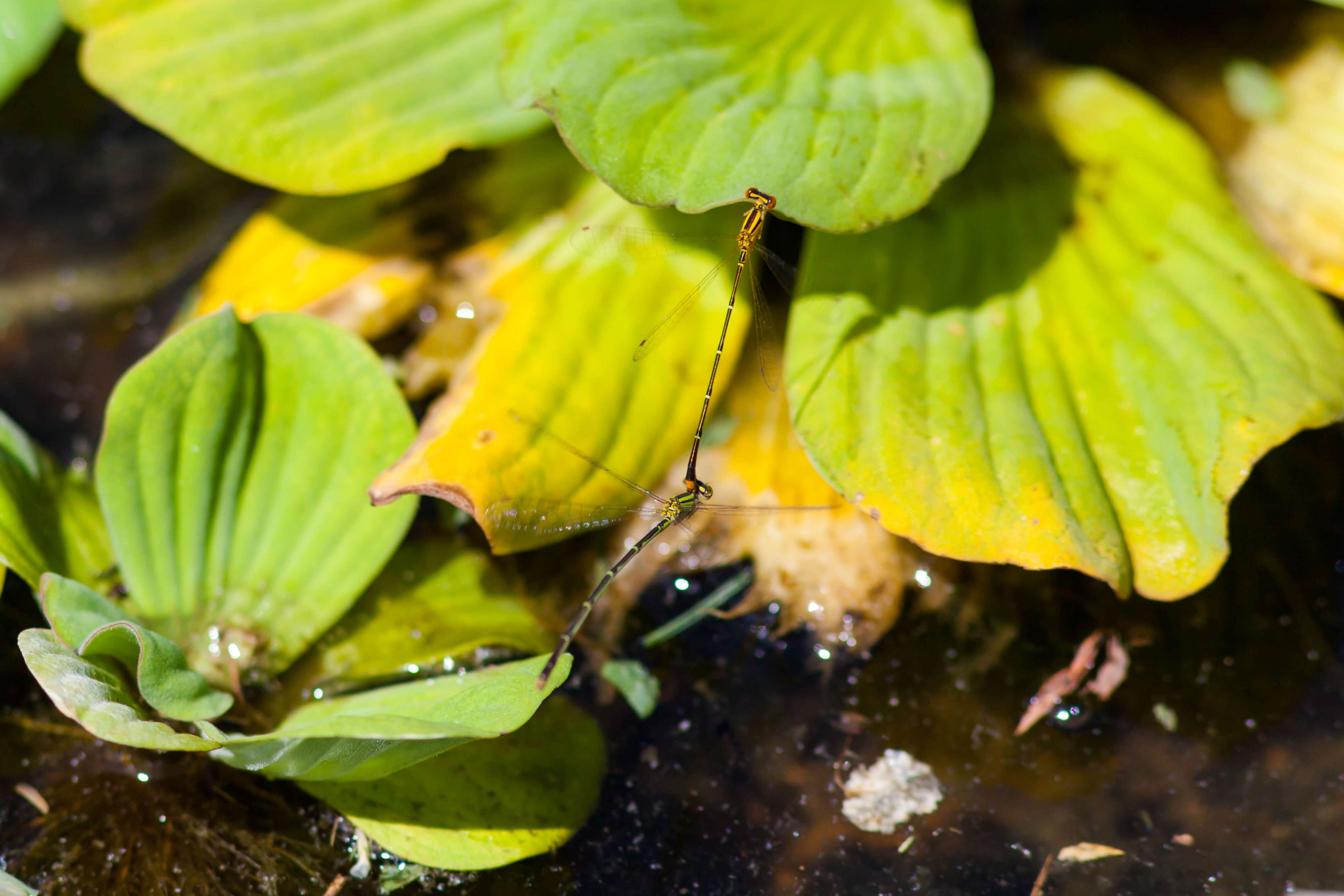 Image of Orange Bluet