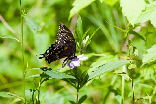 Image of Spicebush swallowtail