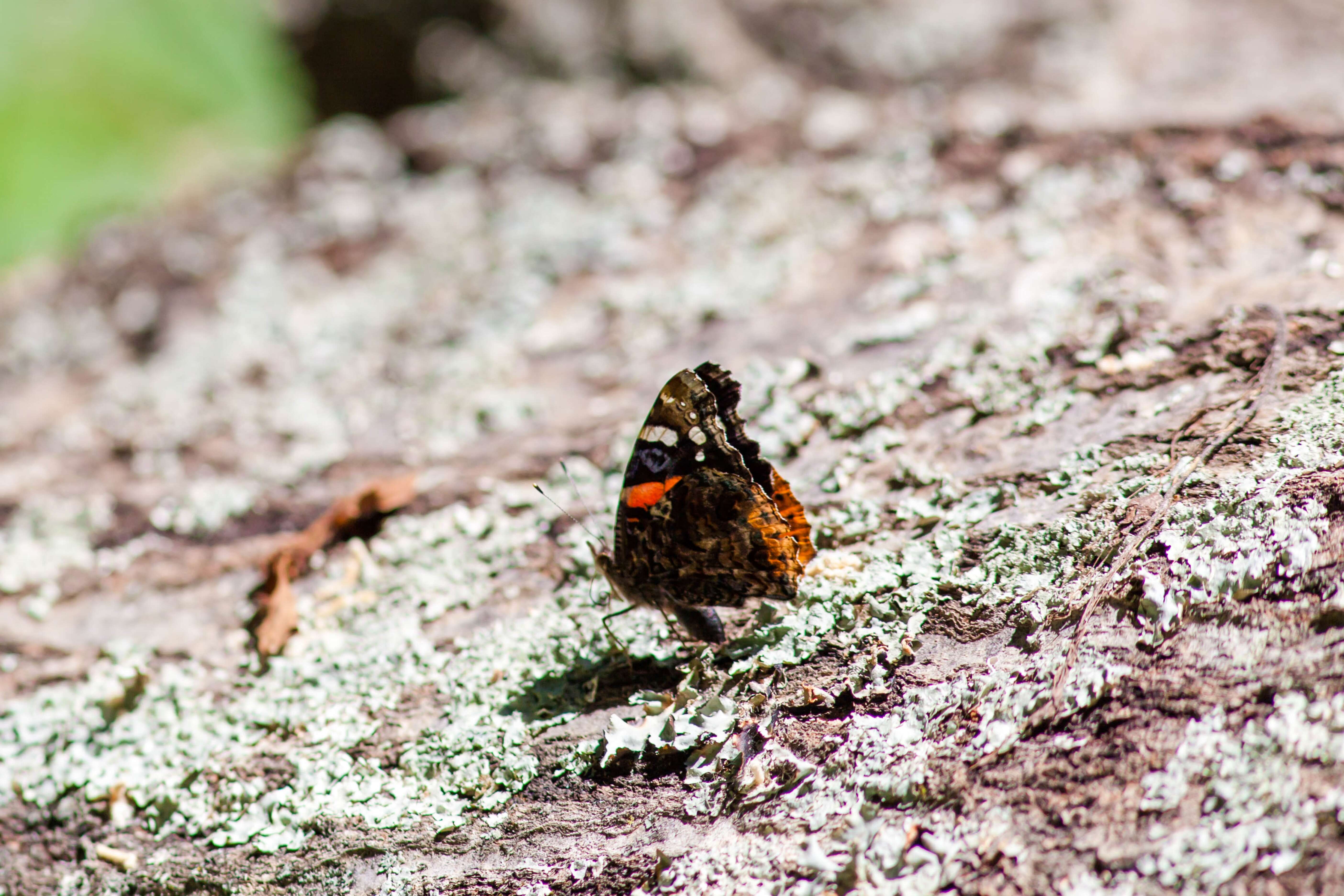 Image of Red Admiral