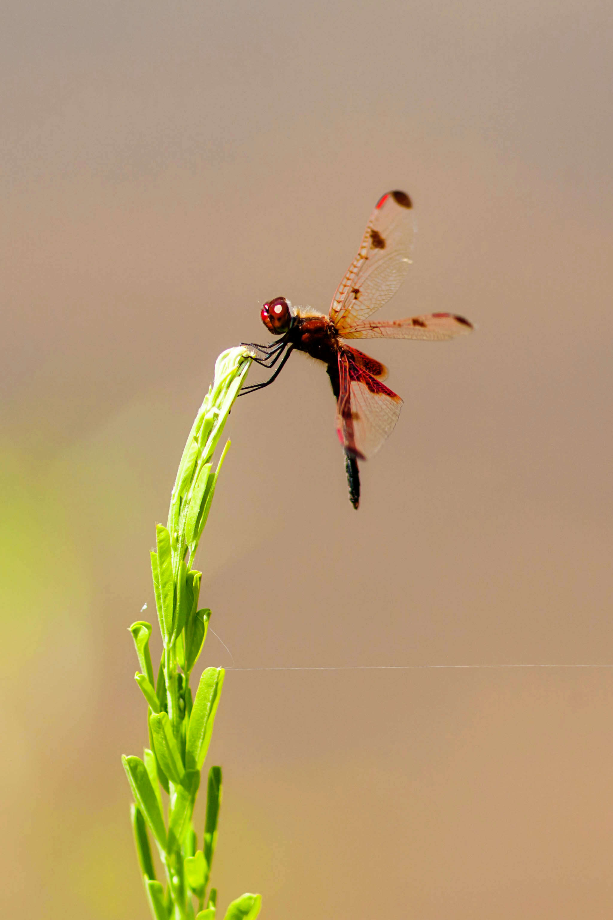 Слика од Celithemis elisa (Hagen 1861)