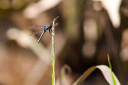 Слика од Libellula cyanea Fabricius 1775