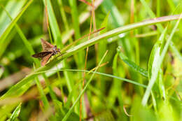 Image of Dun Sedge Skipper