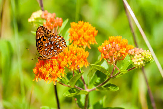 Image of butterfly milkweed