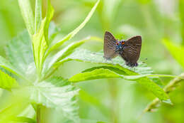 Image of Banded Hairstreak