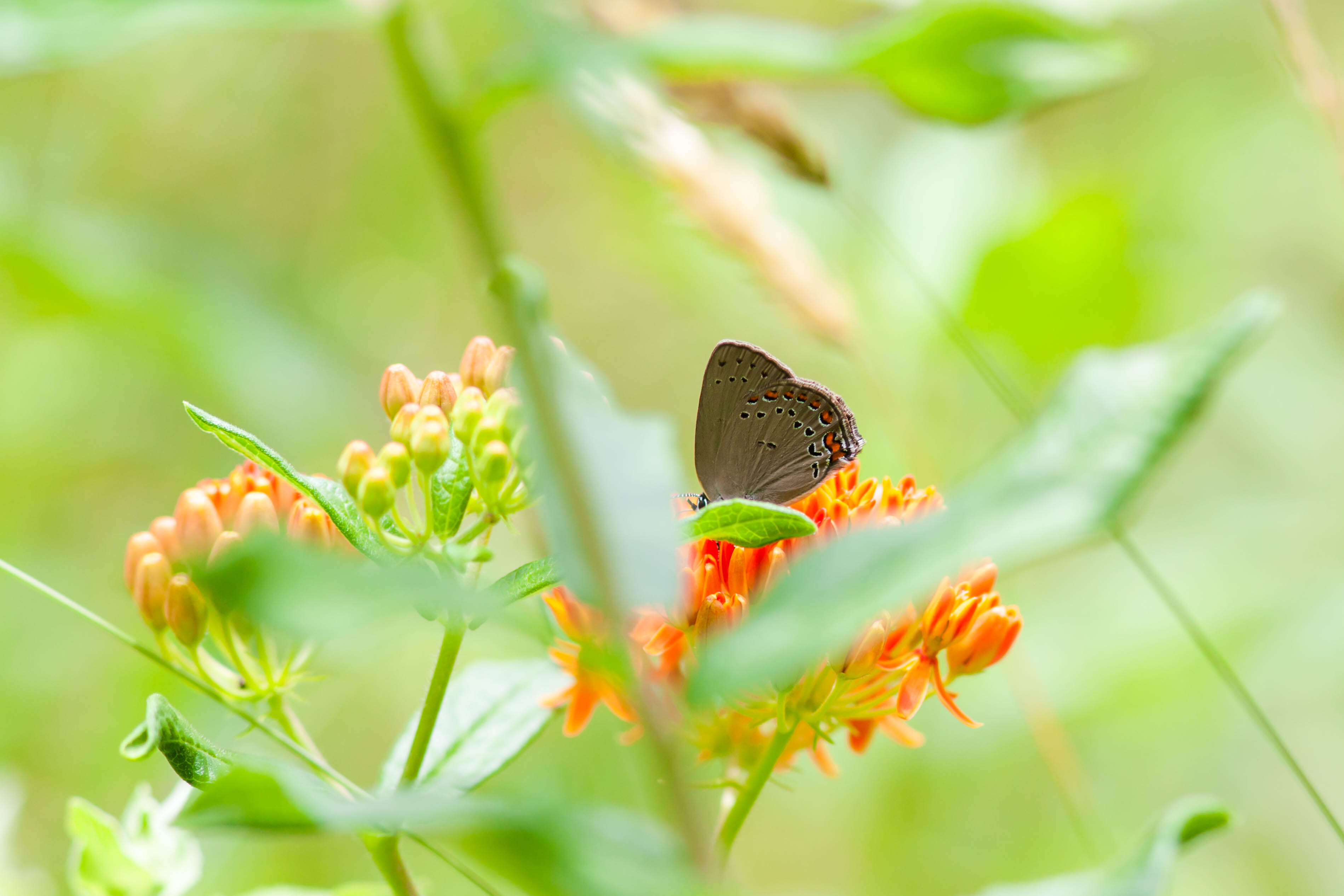 Image of Satyrium titus