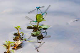 Image of Turquoise Bluet