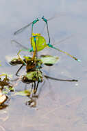 Image of Turquoise Bluet