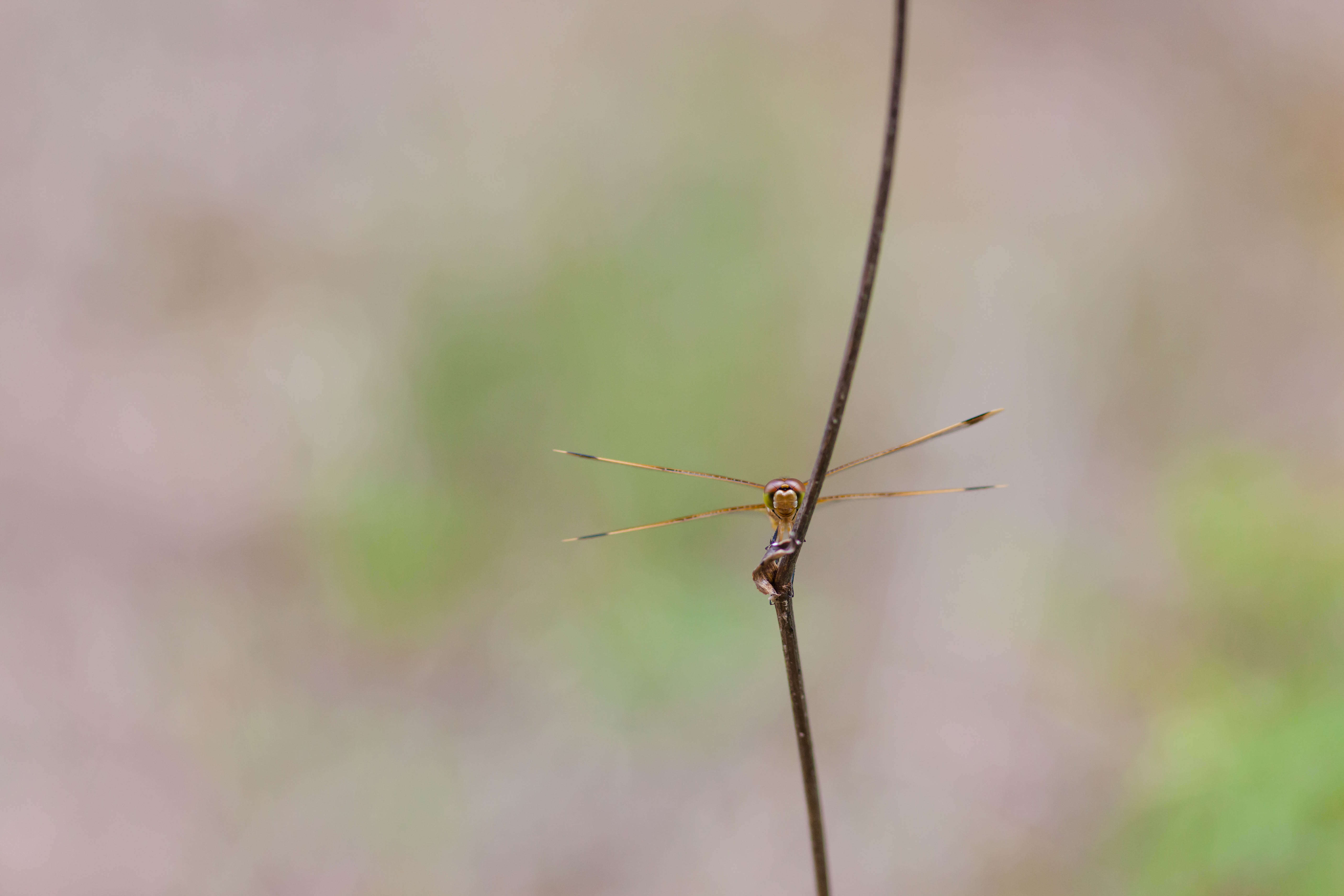 Image of Painted Skimmer