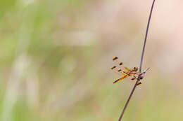 Image of Painted Skimmer