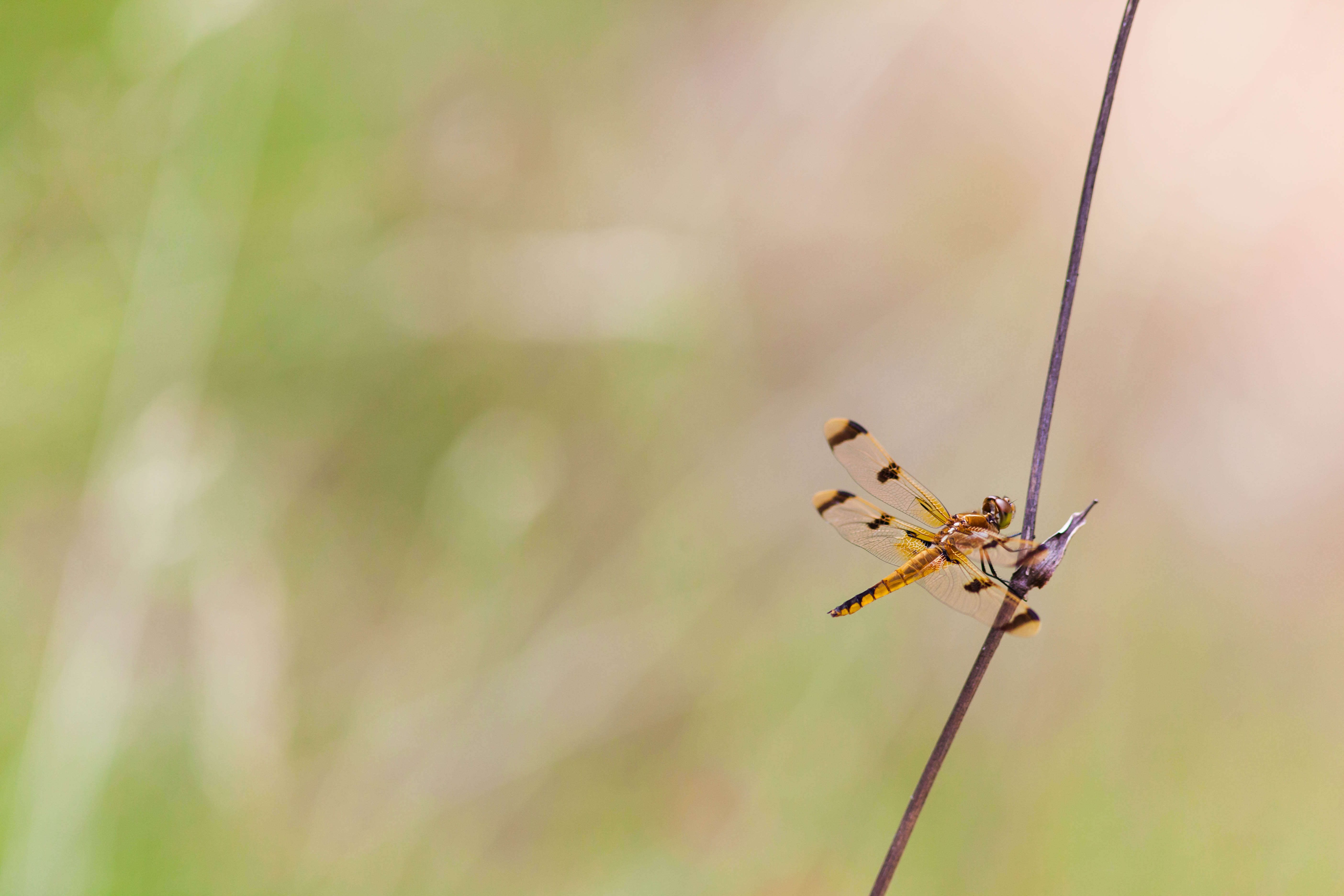 Image of Painted Skimmer