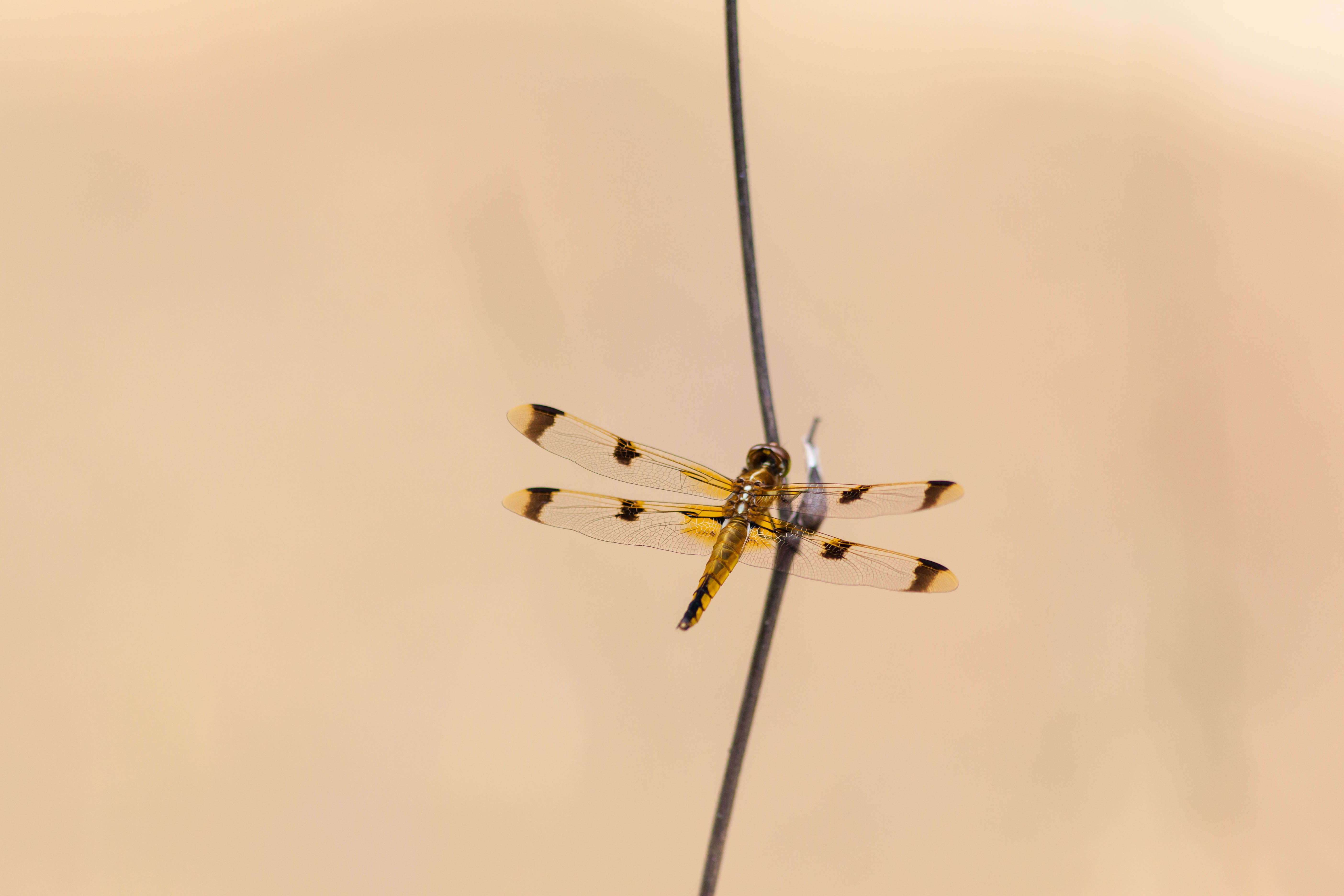 Image of Painted Skimmer