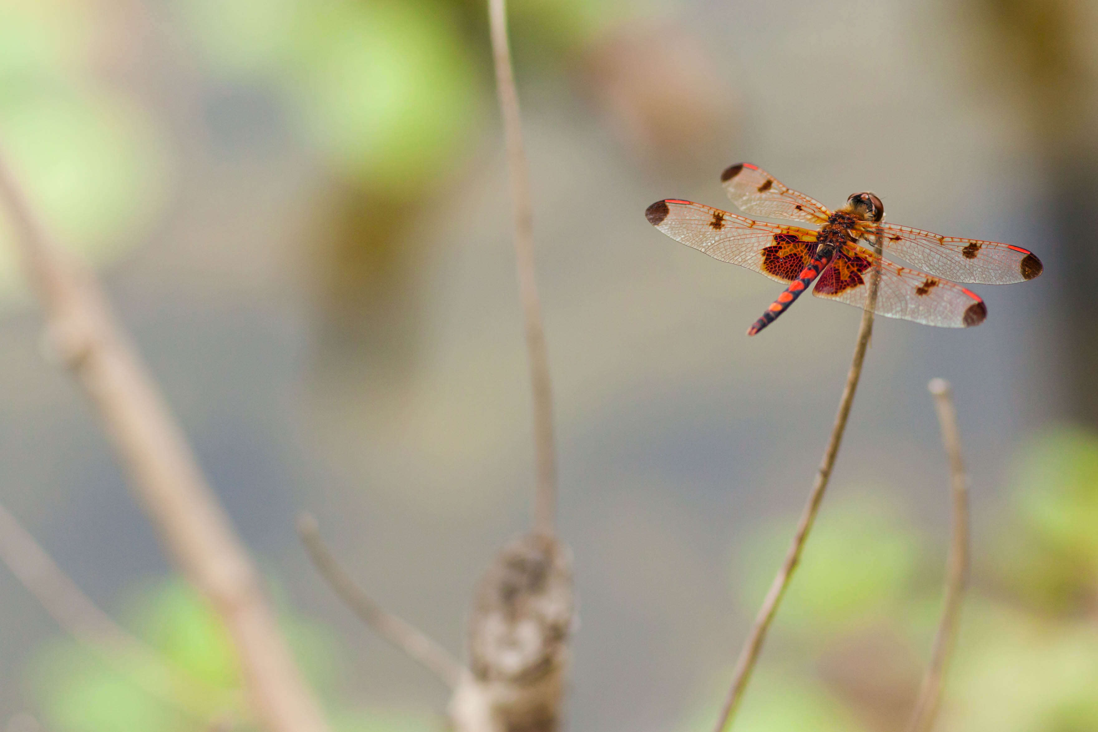 Слика од Celithemis elisa (Hagen 1861)