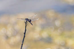 Image of Black Saddlebags